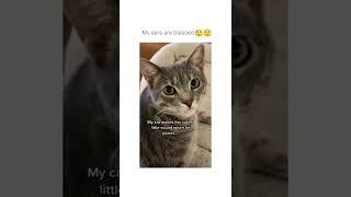 My cat makes cutest sound when he yawns  | Pet Tiktoks | Creathor |