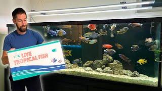 Unboxing Beautiful Big Cichlids for the Fish Room!