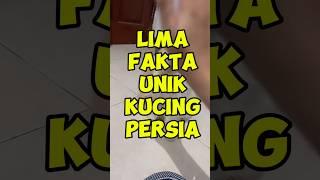 Cat Lovers Harus Tau‼️Fakta Unik Tentang Kucing Persia  #kucing #kucingpersia #kucinglucu