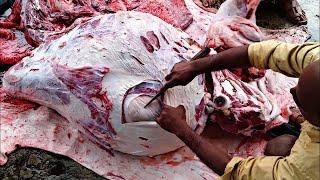 Amazing Cow Belly Cutting & Tripe Removing Skill By Village Style | Expert Butcher Cow Cutting In BD