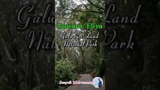Road trip around Sri Lanka - Nuwara-Eliya  #exploretheworld #travelvlog