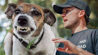 Everything You Need To Know About Dog Reactivity