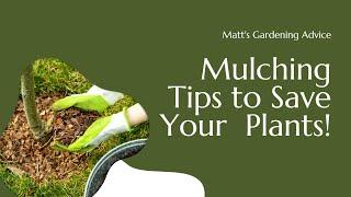 How to Properly Mulch your Trees and Shrubs