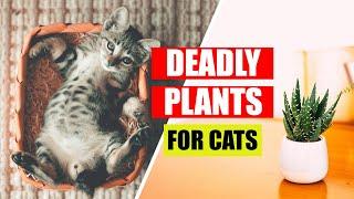  53 Plants Toxic to Cats! Houseplants that could kill your cat! 