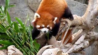 Red Panda