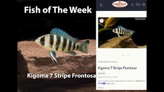 Kigoma 7 Stripe Frontosa #imperialtropicals #aquarium