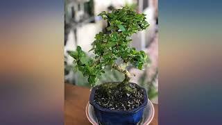 Brussel's Bonsai Live Fukien Tea Indoor Bonsai Tree-6 Years Old 6" to 10" Tall with review