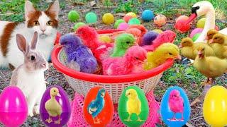 Catch Cute Chickens, Colorful Chickens, Rainbow Chicken, Rabbits, Cute Cats,Ducks,Animals Cute #67