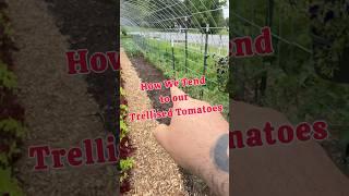 How Do We Tend to Our Trellised Tomatoes? #regenerativeagriculture #gardenstructure #tomato