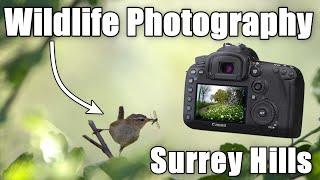 Exploring the Surrey Hills |  Wildlife Photography Vlog (4K)