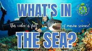 THE OCEAN | THE WORLD AROUND US EP.01  #ocean #oceanlife #fishes #seas