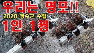 꿩 사냥 장수군수렵  2020년1월  화성 사냥꾼