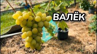 Виноград. Сорт ВАЛЁК. Полное описание и рекомендации по выращиванию / Сорта винограда