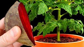 I REALLY Wow! In 1 DAY, Tomatoes and Peppers have a Stem Thicker than a FINGER! I water with this i