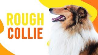 Rough Collie Characteristics - Lassie Dog Surpise? - Doggie Footprints