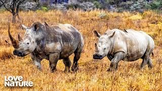 Relocating Endangerd White Rhinos | Ol Pejeta Diaries 103+104