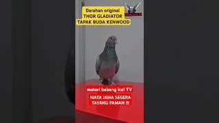 Materi babang ical MATA JAWA SEGERA TAYANG PAMAN #babangicalmerpati #merpatikolong  #kenwood