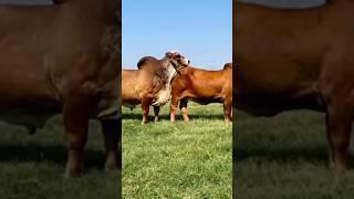 cow cross video #subscribe #channel #viral #118 #foryou #y