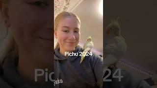 Pichu the cockatiel 2024 recap #cockatiel #pichu #2024 #endofbeginning #2024recap #shorts #birds