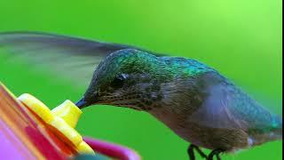 Hummingbird Hovers and Feeds, Slow Motion