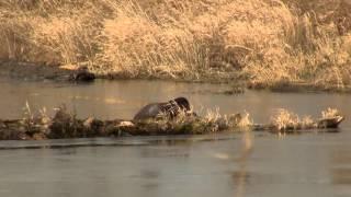 River Otter Eats Fish. Выдра ест рыбу (2354sp)