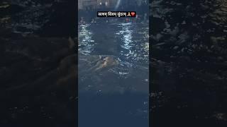 Shiv shakti ️️ #viralvideo #music #ytshorts #love #viral