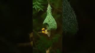 New tradition video # motivation # smart Mithilesh Kumar