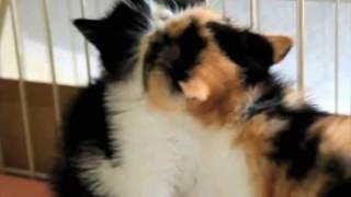 kittens really aren't that great (music video by computerization)