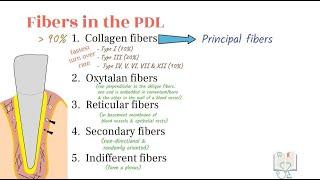 Fibers of Periodontal Ligament & Gingiva