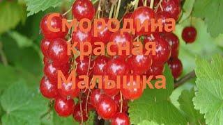 Смородина красная Малышка (ribes rubrum malyshka)  обзор: как сажать, саженцы смородины Малышка