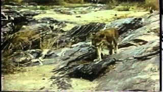 George Adamson on Elsa of Born Free with video clips of Elsa