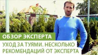 Уход за туями. Несколько рекомендаций от эксперта