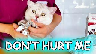 Cute Cat Story - Clean Ears and Cut Nails for Mint Kitten