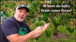 How do Fruit Trees Make Babies?