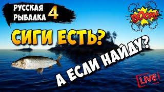 Русская Рыбалка 4. Сиги есть? А если найду?