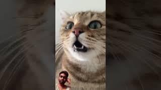 cat #funny #cute #cutecat #kitten #shotfeed #cutecates #cattledisease #comedyfilms #cow