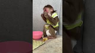 Baby Icy really loved fruits #monkey #cutemonky #babymonky