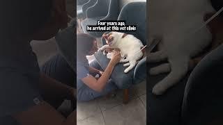 This Cat Became a Nurse After Being Rescued – Rico’s Story Will Melt Your Heart