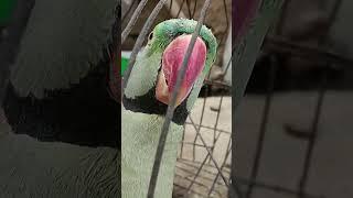 Alexander parrot sound mithu  talking parrot #talkingparot #mithu #alexander #shorts