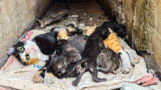 LTT Animal || Cat Family's Journey: Saving Cat Family from Deep Drain, A Race Against Time