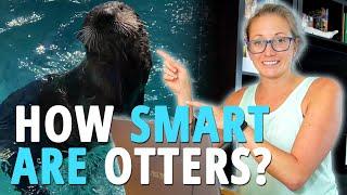 How SMART Are Sea Otters? A Marine Biologist EXPLAINS