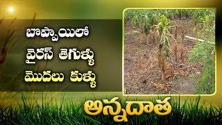 Virus & Stem Rot Diseases | In Papaya