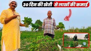 पालक की खेती में लागत, आमदनी और प्रॉफिट Spinach Farming In India