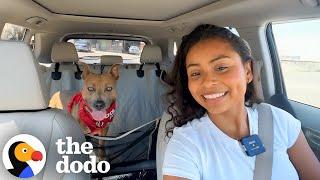 We Gave Her A Beach Day After 799 Days In The Shelter | The Dodo