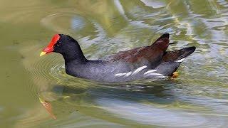 Болотная курочка Камышница hen moorhen