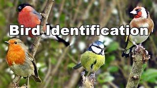 Garden Bird Identification Video -  UK Garden Birds ID and Names