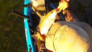 Key West Kayak Fishing: Catching Sandwich Mangrove Snappers w/ Pinfish