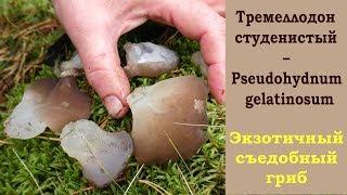 Ледяной гриб -  Тремеллодон студенистый – Pseudohydnum gelatinosum