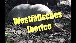 TH BBQ unterwegs Teil 2: Westfälische Ibericos vom Hof Vincke