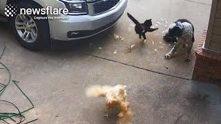 Heroic Cat Saves Chicken From Dog Attack || Newsflare